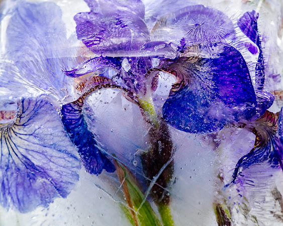 iris-8502939
