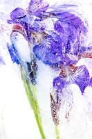Iris picks