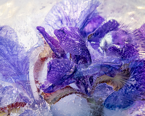 iris-8503000