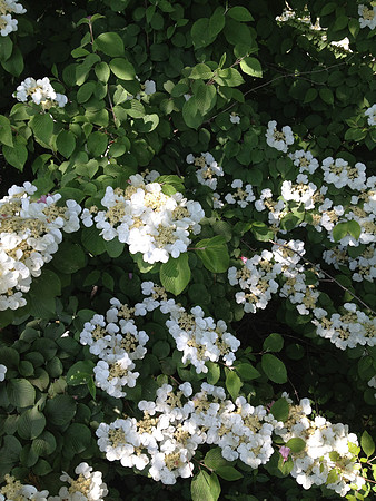Cherry Blossoms IMG_0255.JPG