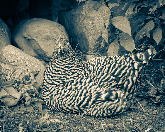 DSC_0958