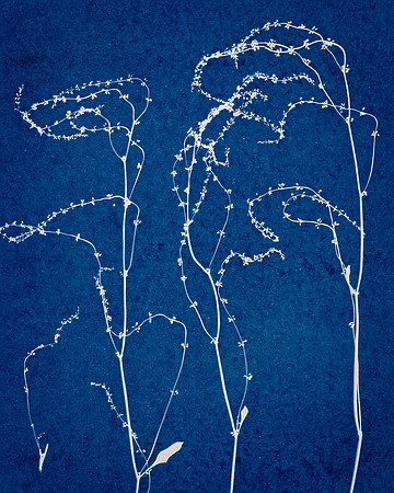 Cyan weed thread