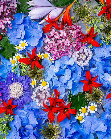 Red_wht_blue-9660