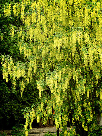 Golden_Chain_TreeIMG_0579