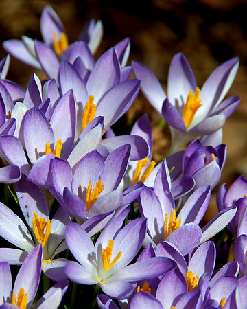 Crocus - Version 2