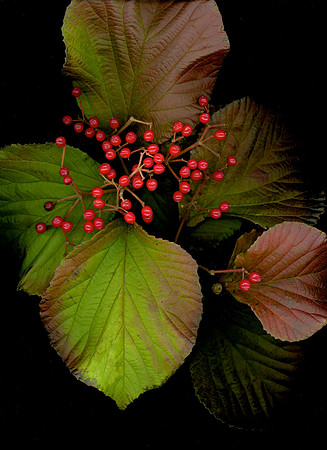 Red Ber