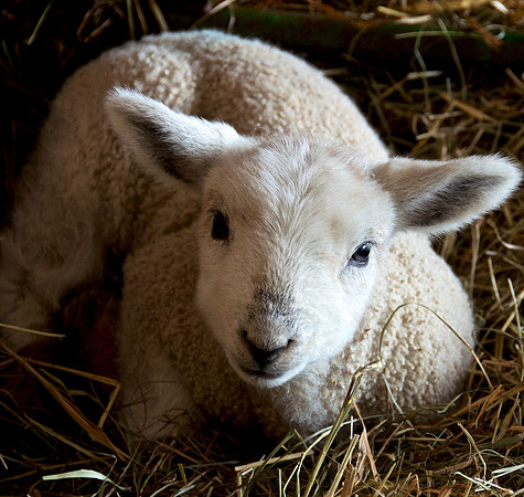 Lamb 3