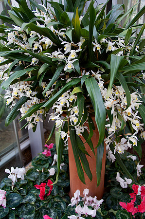 US Botanical