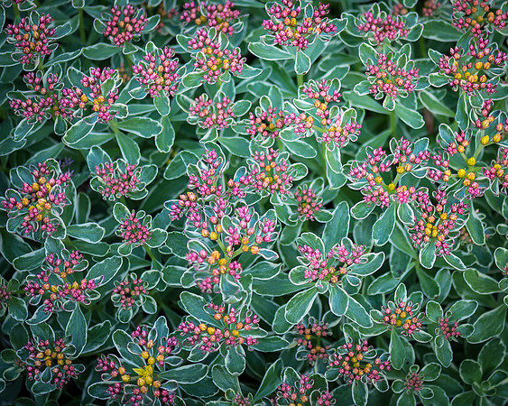_7506553