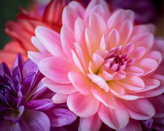 _DSC1244