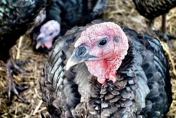 color_Turkey (1)