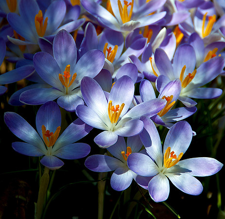 croci