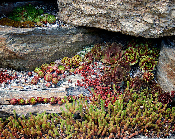 Hall's Pond Garden