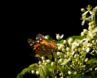 Butterflies and Bugs