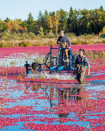 cranberries_DSC5938