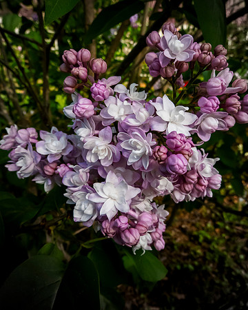 Lilac_SRX3202