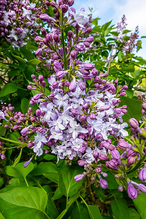 Lilac_SRX3199