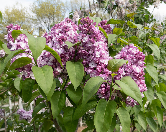 Lilac_SRX3210