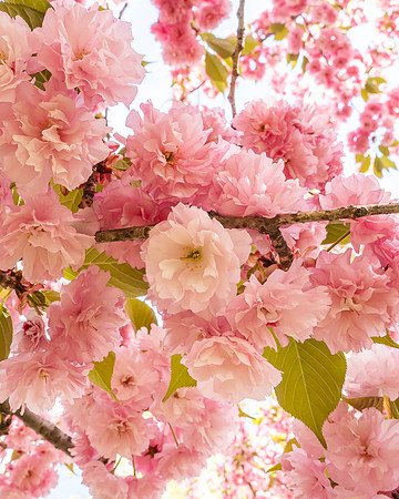 Cherry_SRX3224