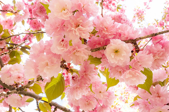 Cherry_SRX3225
