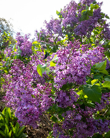 Lilac_SRX3212