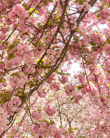 Cherry_SRX3219-2
