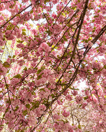 Cherry_SRX3219