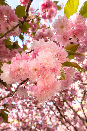 Cherry_SRX3229