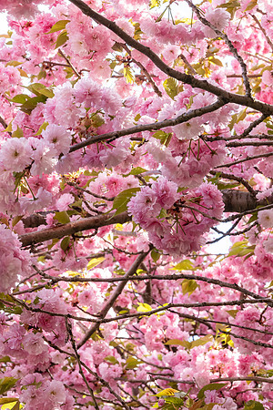 Cherry_SRX3243