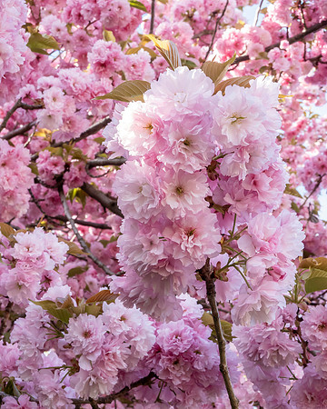 Cherry_SRX3238