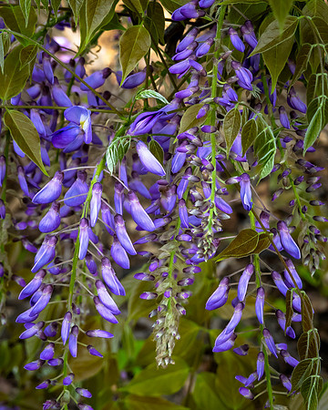 Wisteria_SRX3251