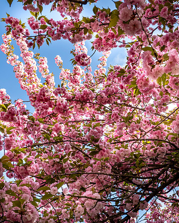 Cherry_SRX3244