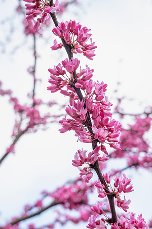 RedBud_SRX3266
