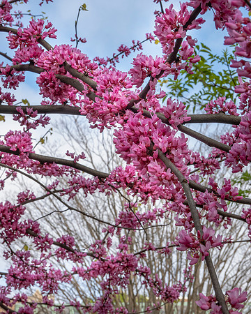 RedBud_SRX3264
