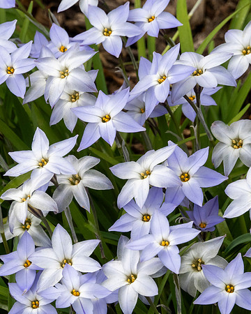 SpringStarflr_SRX3287