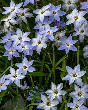 SpringStarflr_SRX3288