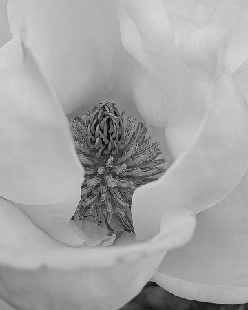 YellowMagnolia_SRX3295