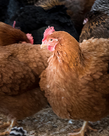 chicken_WNF