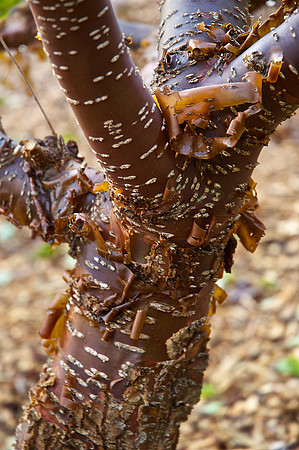 Bark