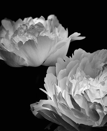59AE_Peonies_DSC_6270