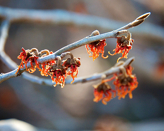 Witchhazel_Magic_Fire_DSC3934