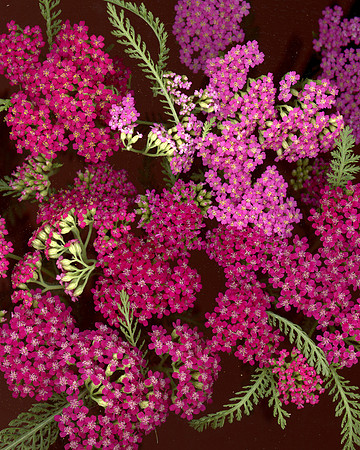 bbg_summer-29