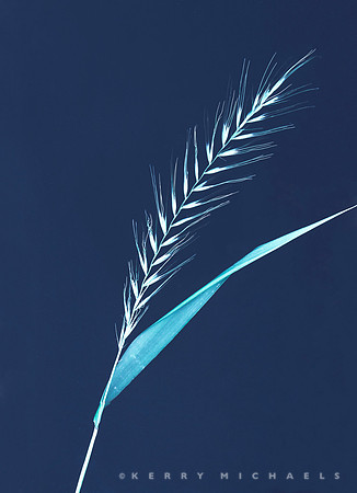 bbg_summer--28