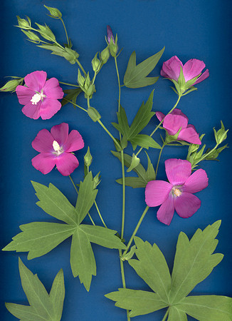 bbg_summer--11