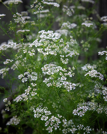 bbg_summer-11