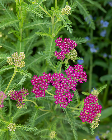 bbg_summer-21