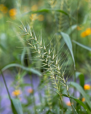 bbg_summer-30