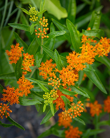 bbg_summer-56