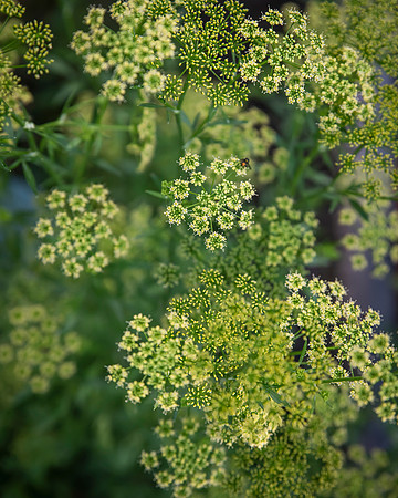 bbg_summer-65