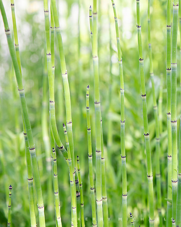 bbg_summer-111